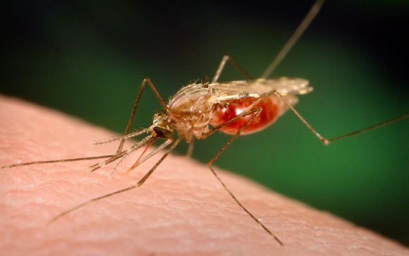 La malaria es causada por la picadura de un mosquito del género Anopheles.