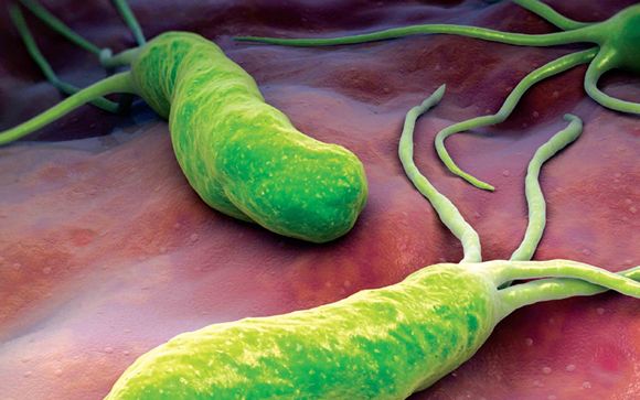 Bacteria Helicobacter pylori