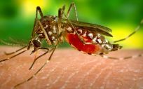 Determinados tipos de mosquitos son los principales vectores de transmisión de estas enfermedades
