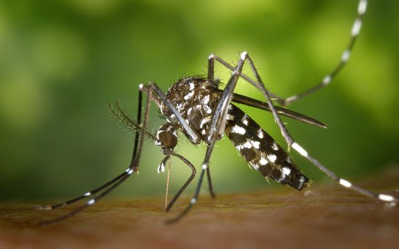 Nueva vacuna con una eficacia del 100% contra el dengue