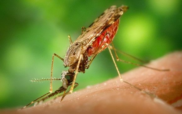 La incidencia de la malaria se reduce en el mundo un 21% y la mortalidad un 29%