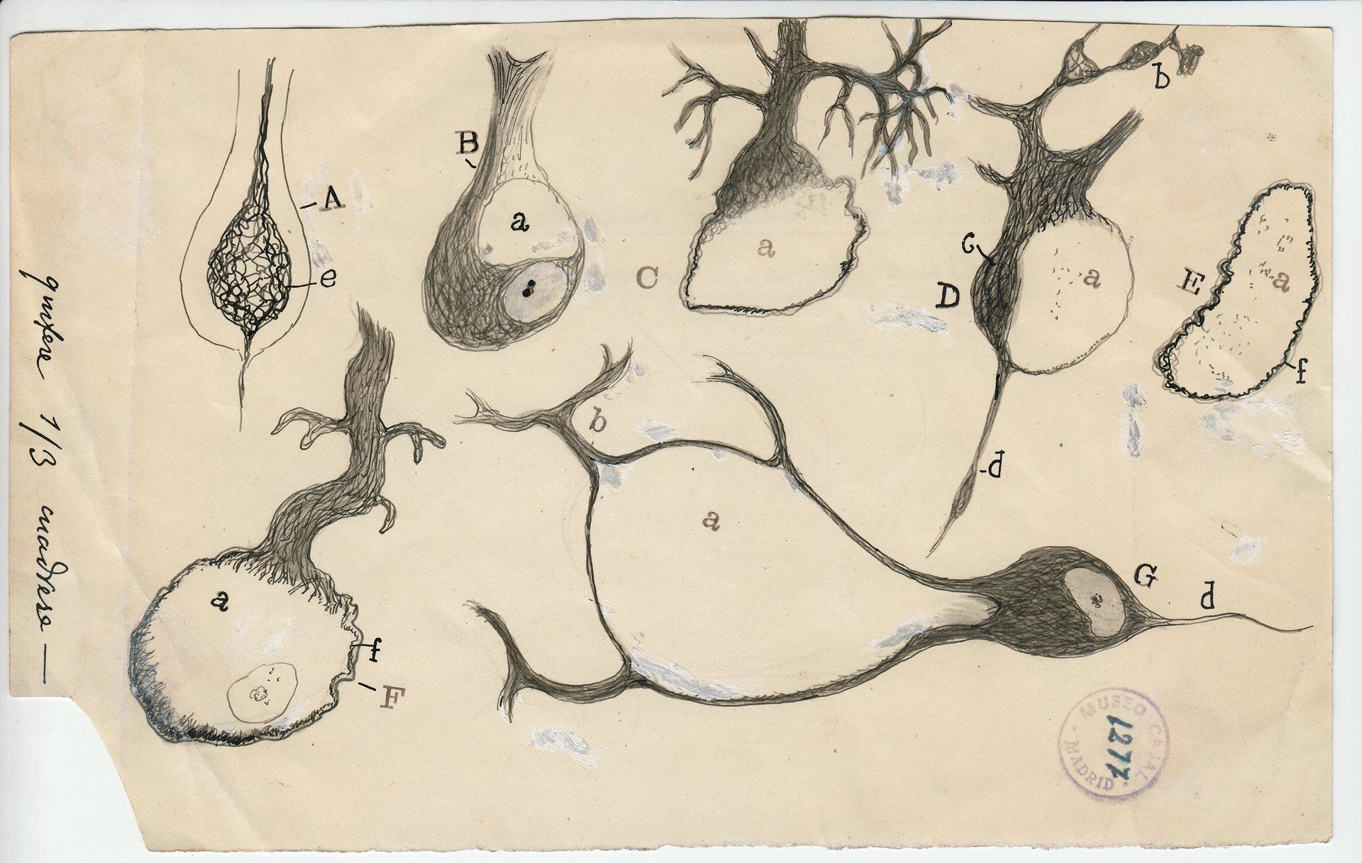 Así describió Ramón y Cajal, padre de la neurociencia, la estructura de las  neuronas