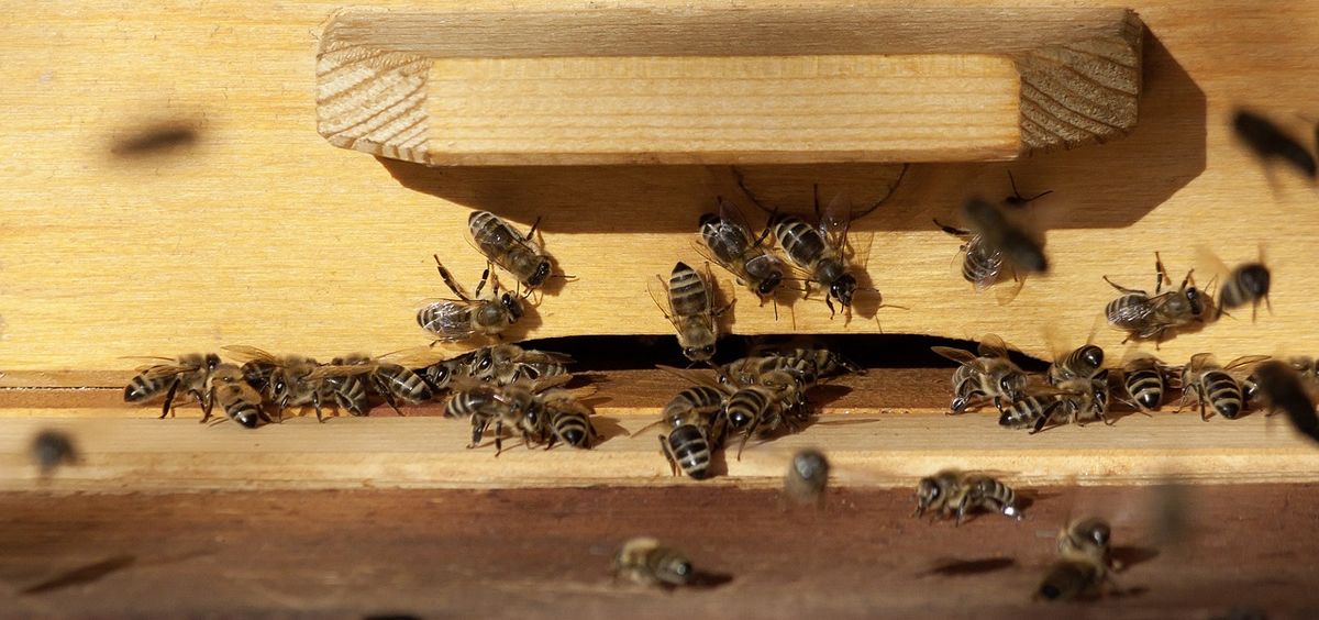 La apiterapia usa las sustancias de las abejas para tratar enfermedades