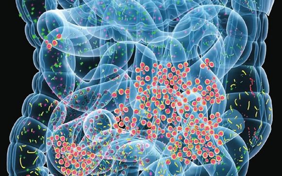 Relación microbiota-cerebro: clave en la aparición de alteraciones del sistema nervioso