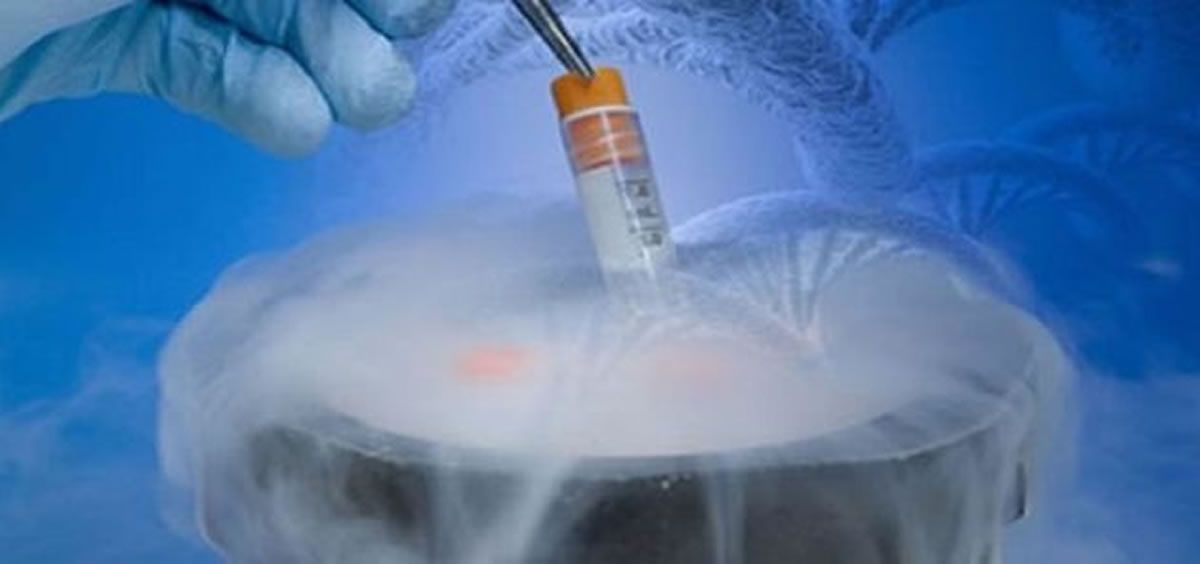 Los embriones sintéticos ayudan a avanzar en el estudio sobre la fertilidad
