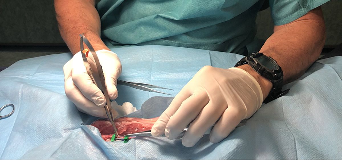 El Servicio Andaluz de Salud organiza por primera vez formación sobre microcirugía oral 