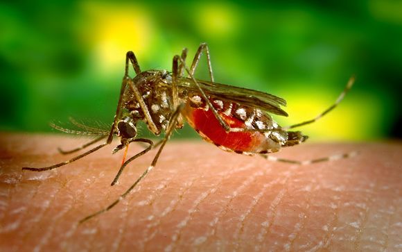 Aumentan a 121 los casos de virus zika en España, 16 de ellos son en embarazadas