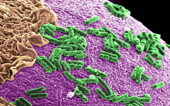 Un descubrimiento sobre la microbiota intestinal moldeará el futuro de la práctica médica