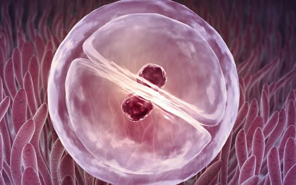 Desciende un 30% la transferencia de dos embriones para lograr un embarazo único