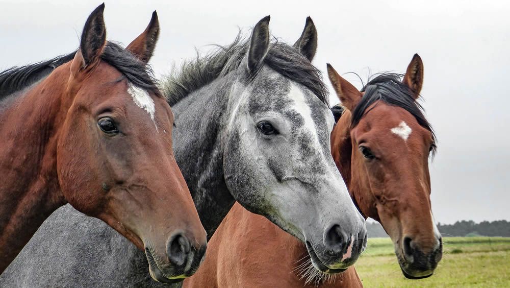 El caballo, aliado de las personas con esclerosis múltiple