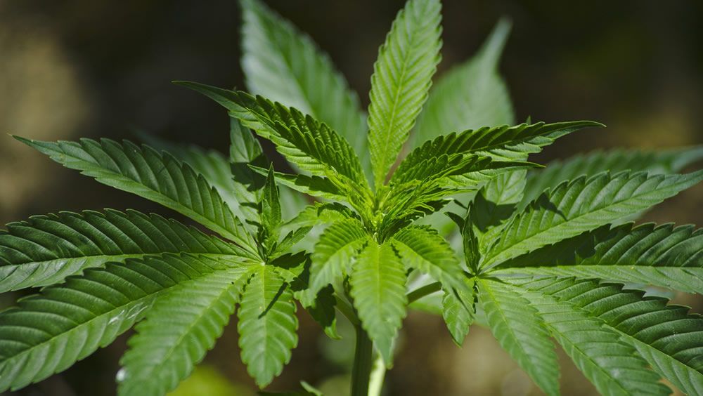 Portugal legaliza medicamentos basados ​​en cannabis