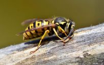 El alergólogo, clave tras sufrir una picadura de avispa o abeja
