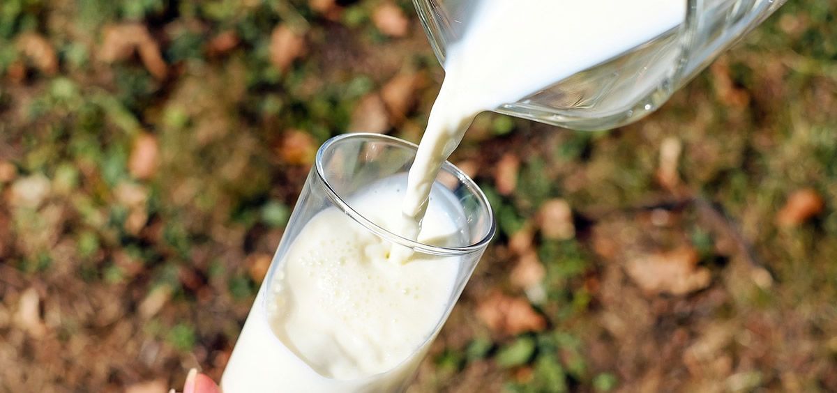 La leche cruda puede causar enfermedades a través de las bacterias que contiene