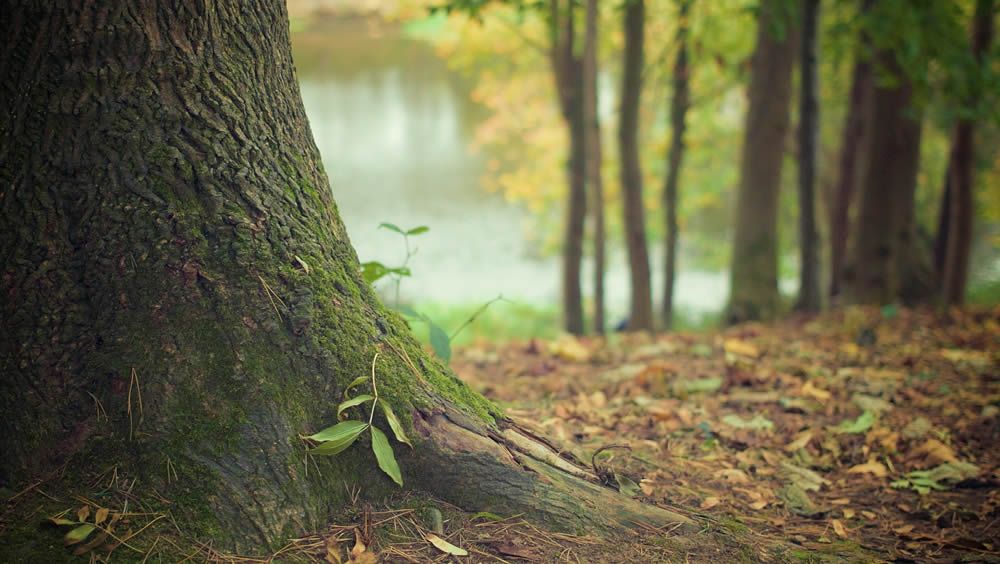 ¿Por qué la naturaleza es buena para la salud?