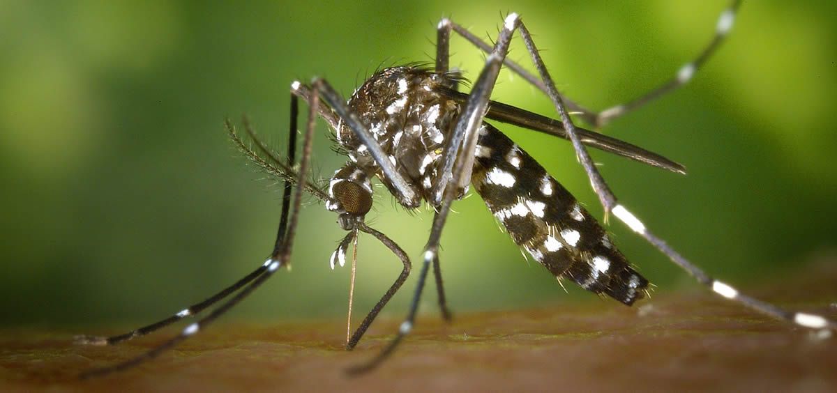 El mosquito tigre actúa como vector de varias enfermedades, entre ellas el chikungunya