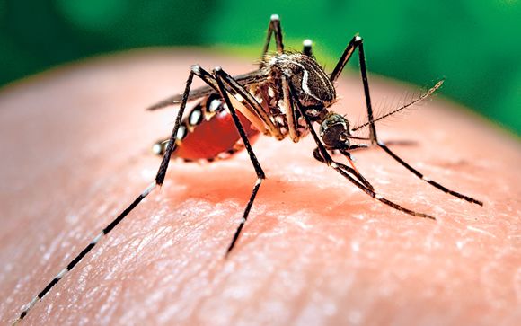 Cataluña se enfrenta a un riesgo moderado-alto de zika, dengue y chikunguña

