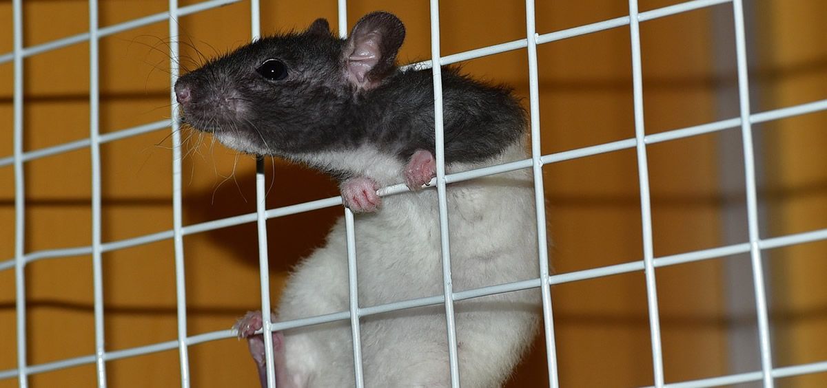 Las ratas son animales habituales en los trabajos experimentales de muchas entidades científicas