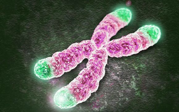 Ubicación de los telómeros, en el extremo de los cromosomas