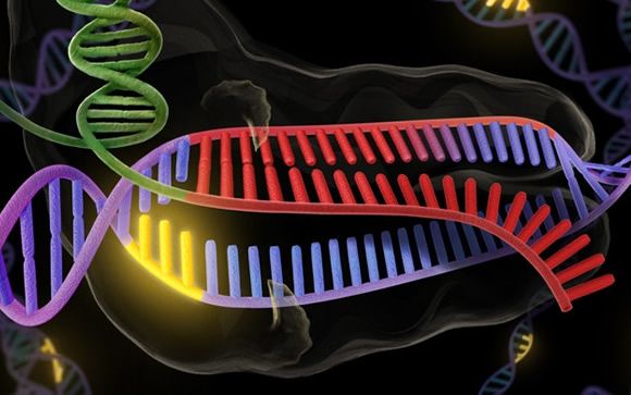 La edición genética CRISPR, capaz de crear cientos de mutaciones involuntarias
