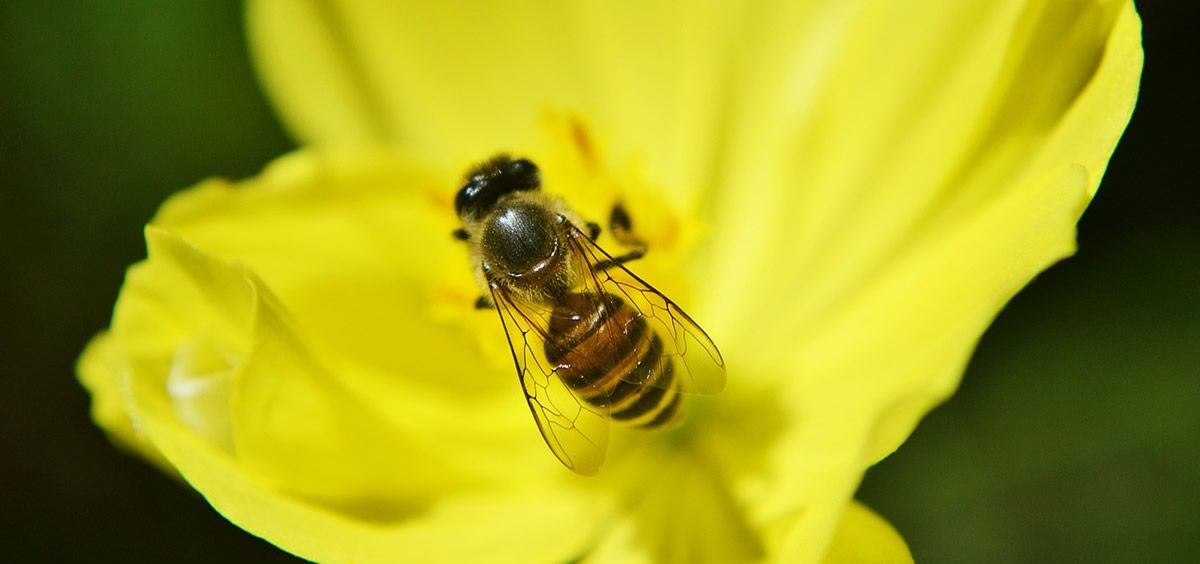 Denuncian a un hombre sin titulación médica por tratar pacientes con veneno de abejas en Gran Canaria