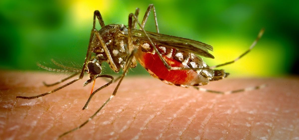 Las tres personas contagiadas por dengue son familiares y empezaron a presentar los síntomas durante sus vacaciones en Cádiz en el mes de agosto