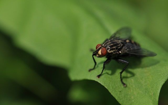 Murcia inicia el primer tratamiento piloto contra la presencia masiva de la mosca negra 