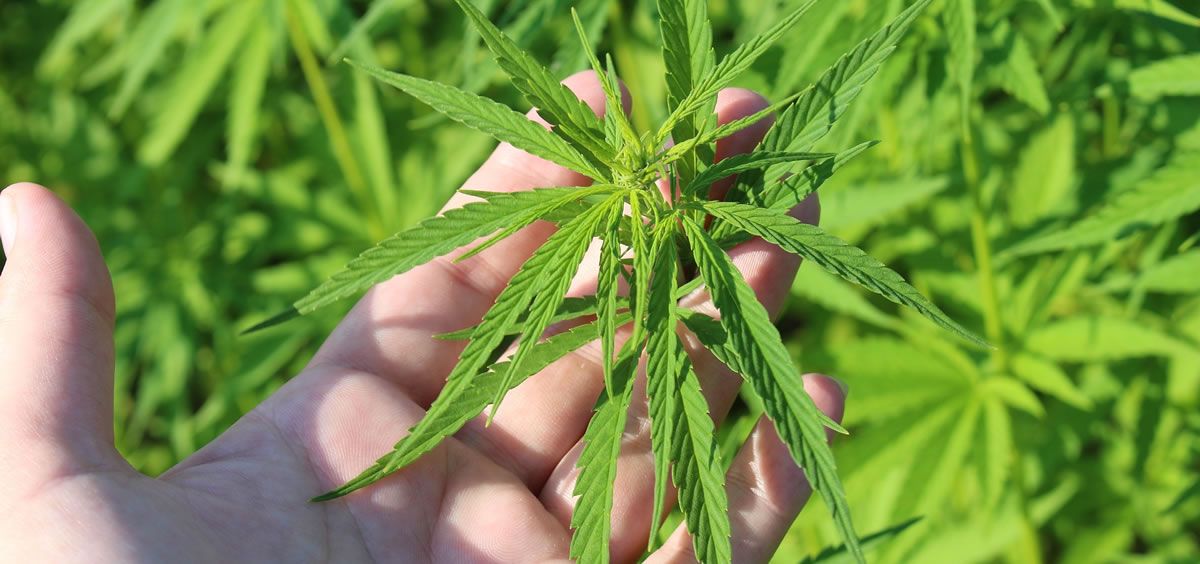 Cánada, México, Colombia, Argentina, Chile, Italia, Alemania, Austria, Holanda o Dinamarca, son algunos de los países que ya han legalizado el uso medicinal del cannabis.