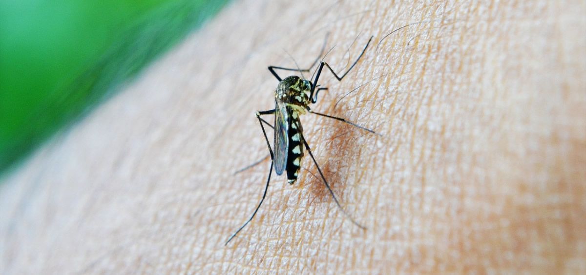 El último infectado por dengue no tiene relación con los anteriores y no ha viajado ni por el extranjero ni por territorio nacional