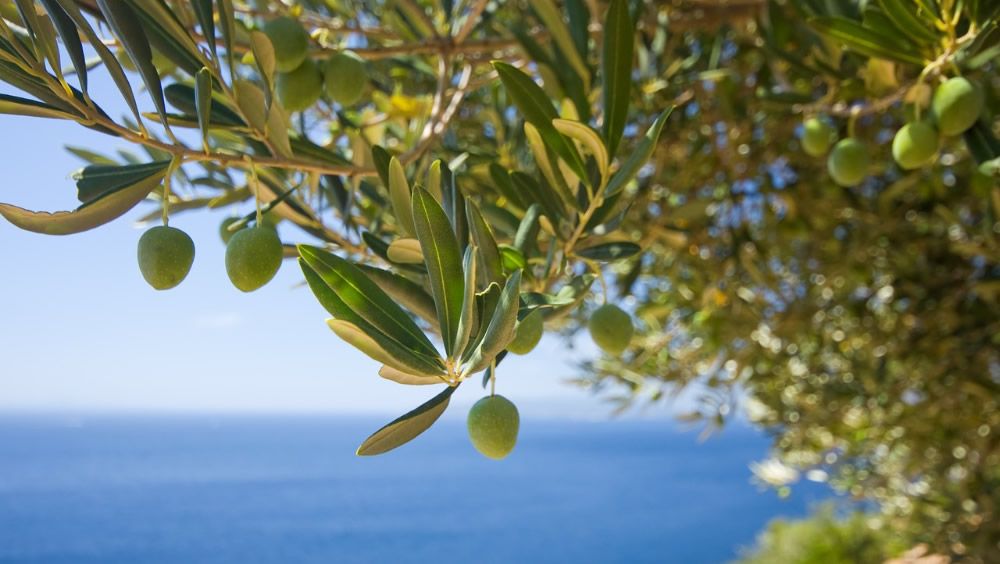 El Aceite de Orujo de oliva, bueno contra el alzhéimer