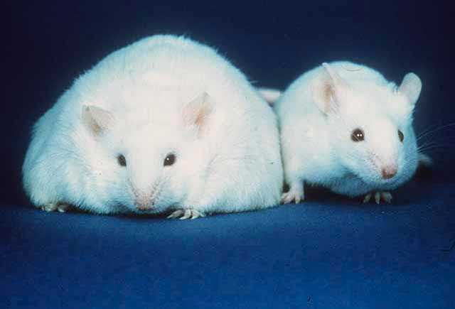 El aumento de una proteína en el hipotálamo logra reducir la masa corporal en ratas obesas