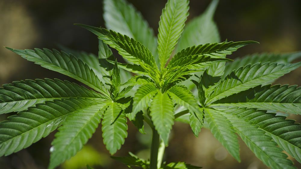 La FDA quiere legalizar la comercialización de cannabis