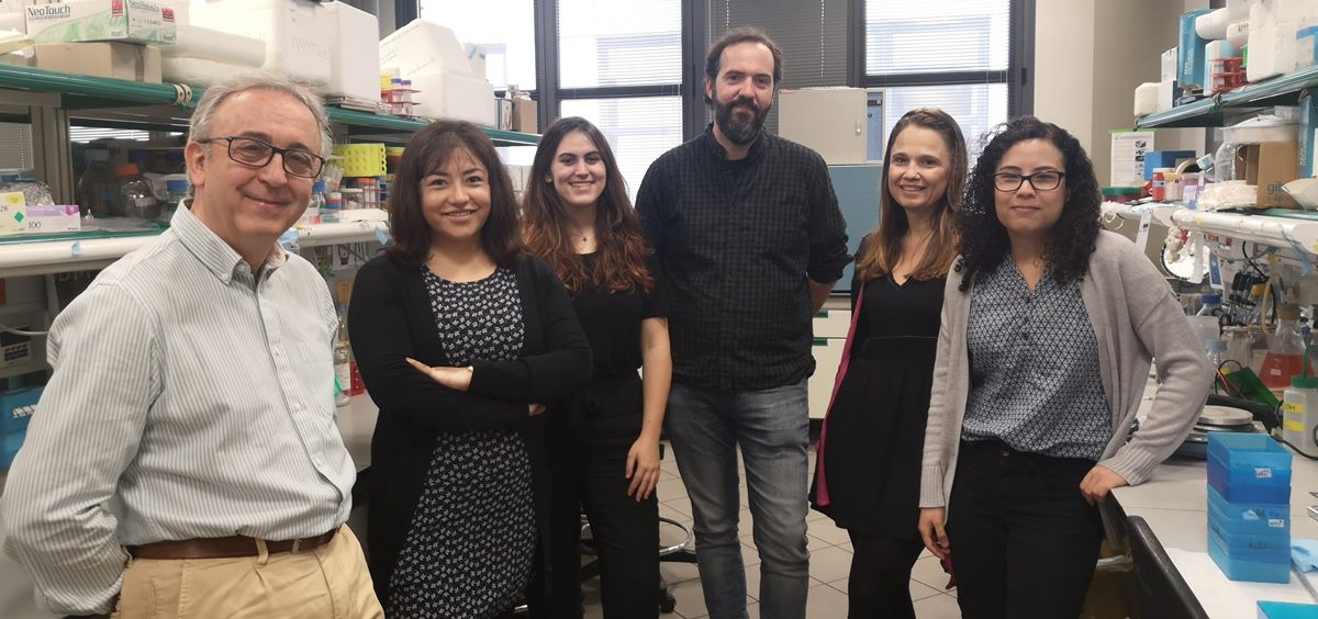 Antonio Zorzano y el equipo del laboratorio de Enfermedades Metabólicas Complejas y Mitocondrias que ha participado en esta investigación. IRB Barcelona.