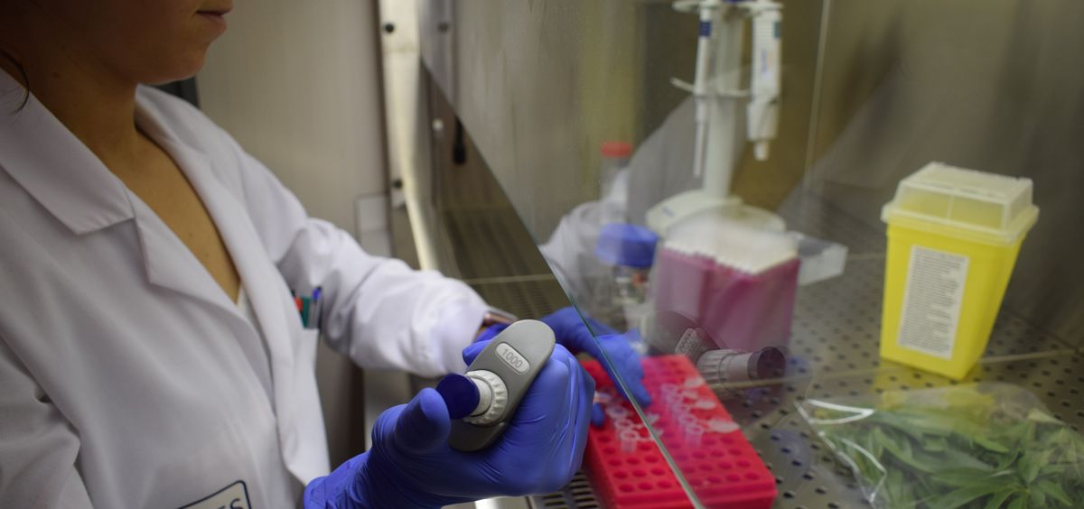 Esta prueba genética nace en pleno surgimiento de nuevos casos de Xylella fastidiosa en España